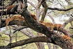 4 Days Join Group Tarangire Serengeti and Ngorongoro
