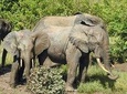 2 Days (1 night) Private Savannah Elephant Safari at Mole Park