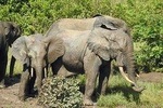 2 Days (1 night) Private Savannah Elephant Safari at Mole Park