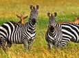 4 Day Tanzania Luxury Safari