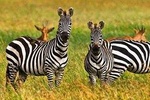 4 Day Tanzania Luxury Safari