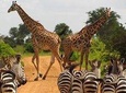 3 Day Tanzania Luxury Safari