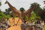 3 Day Tanzania Luxury Safari