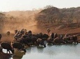 4 Days Tarangire, Serengeti and Ngorongoro Crater Camping Safari 