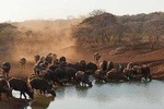 4 Days Tarangire, Serengeti and Ngorongoro Crater Camping Safari 