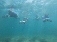 Jet Snorkel-Snorkeling with Turtles!