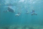 Jet Snorkel-Snorkeling with Turtles!