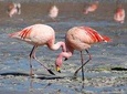 Paracas Buss National Reserve