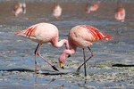 Paracas Buss National Reserve