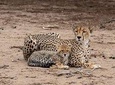 8 Days Fantastic Wildlife In Tanzania
