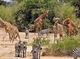 9 Days Migration Safari Tanzania Budget 