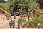 9 Days Migration Safari Tanzania Budget 