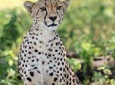 6 Days Big Five Tanzania Wildlife Safari