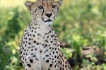 6 Days Big Five Tanzania Wildlife Safari