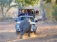 Game Drive and Rhino Walk