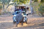 Game Drive and Rhino Walk