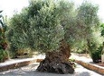 Wine - Beer - Olive Oil Tasting Full Day Private Tour
