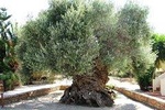 Wine - Beer - Olive Oil Tasting Full Day Private Tour