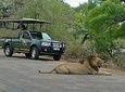 Open Vehical Safari in Kruger National Park Half Day