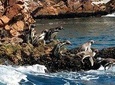 Paracas National Reserve & Ballestas Islands - from Lima (Small Group)
