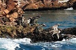 Paracas National Reserve & Ballestas Islands - from Lima (Small Group)