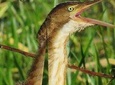 Birding Pipeline Road