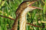 Birding Pipeline Road