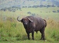 Discover the Beauty of Rwanda in 12Days