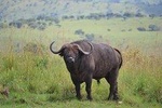 Discover the Beauty of Rwanda in 12Days