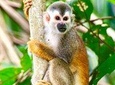 Manuel Antonio National Park Wildlife Tour