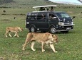 3 Days adventurous Maasai Mara Budget Group Safari