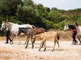 Horse Sanctuary: A walk with Rescued Horses and Foals