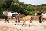 Horse Sanctuary: A walk with Rescued Horses and Foals