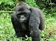 Uganda 4 days Gorilla Trekking 