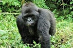 Uganda 4 days Gorilla Trekking 