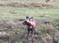 4 Days Joining Safari Tour Tanzania