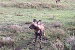4 Days Joining Safari Tour Tanzania