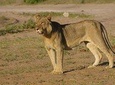 Chobe National Park Full Day Safari (Botswana)