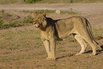Chobe National Park Full Day Safari (Botswana)
