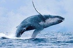 Hermanus Whale Watching and Wine Tasting Tour