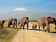 3 Days Amboseli Safaris from Nairobi 