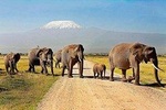 3 Days Amboseli Safaris from Nairobi 