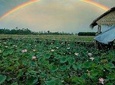 One-day-lost In Blooming Lotus Paradise