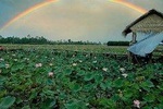 One-day-lost In Blooming Lotus Paradise