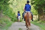 Horse Riding In The Forest