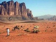 Private One Day Tour Petra and Wadi Rum from Amman, Dead Sea, Airport
