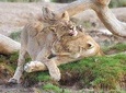 5 Days Best of Budget Lodge Northern Circuit