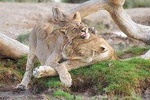 5 Days Best of Budget Lodge Northern Circuit