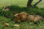 5 Days Join Group Safari Tour Tanzania