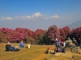 Ghorepani Poon Hill Trek